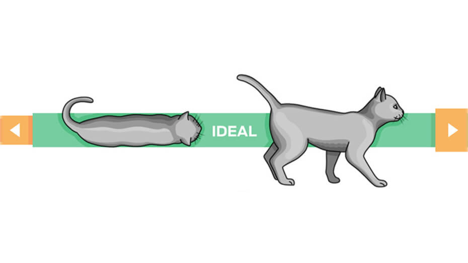 Wie Viel Sollte Eine Katze Wiegen Katzen-Gewicht: Wie viel soll eine Katze wiegen? | PURINA